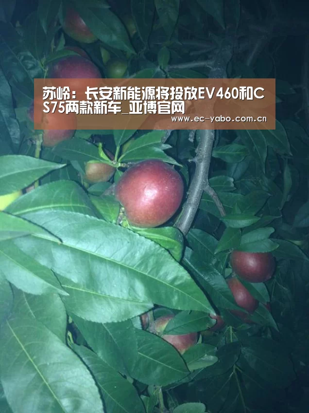亚博体育